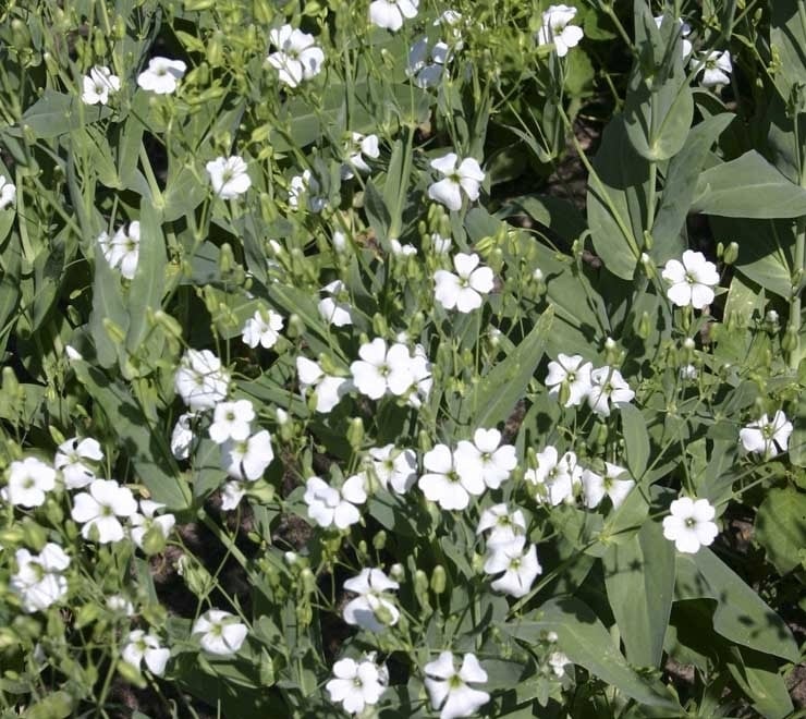 SAPONARIA VACCARIA BIANCO GR.100