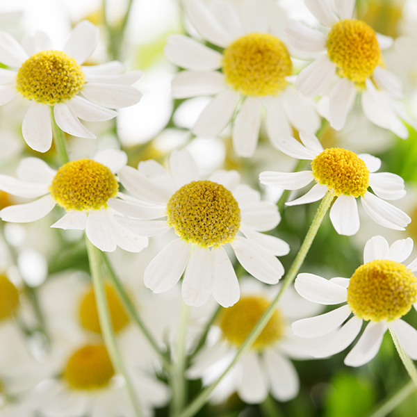 TANACETO CAMPAGNE NR.1000 SEMI