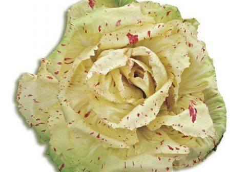 CICORIA VARIEGATA DI CASTELFRANCO NR.300 SEMI