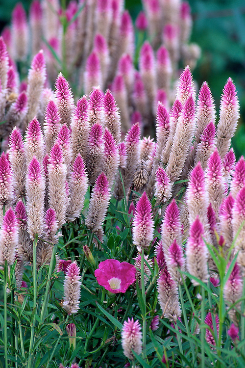 CELOSIA SPICATA FLAMINGO ROSA DELICATO NR.200 SEMI