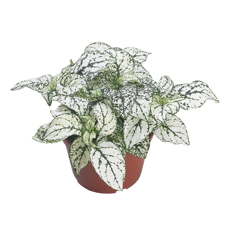 HYPOESTES CONFETTI BIANCO NR.1000 SEMI