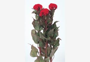 CELOSIA CRESTATA A PUGNO ROSSO A FOGLIE SCURE NR.1000 SEMI