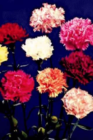 GAROFANO PROFUMATO SUPER CHABAUD GIG.DOPPIO MISCUGLIO GR.10