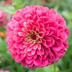 ZINNIA A FIOR DI DAHLIA ROSA CONFETTO NR.100 SEMI