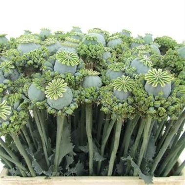 PAPAVERO UFO NR.50 SEMI