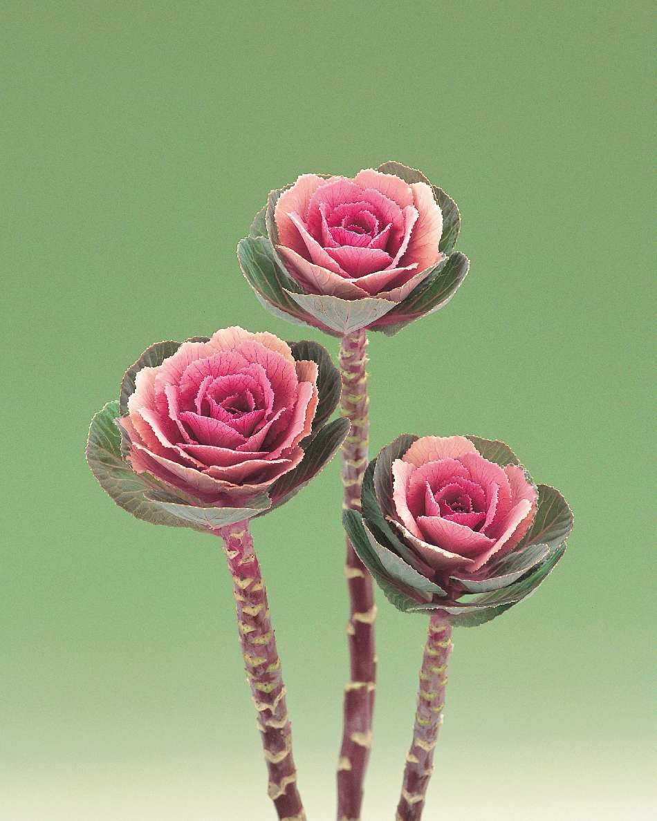 CAVOLO ORNAMENTALE F.1 PINK CRANE