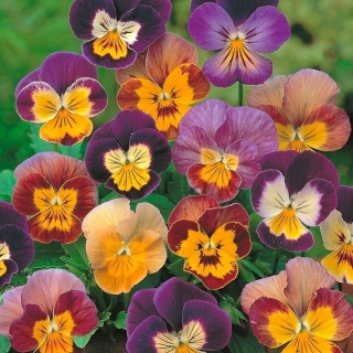 VIOLA CORNUTA BAMBINI NR.100 SEMI