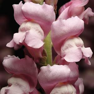 BOCCA DI LEONE / ANTIRRHINUM F1 MARYLAND LAVANDER NR.1000 SEMI