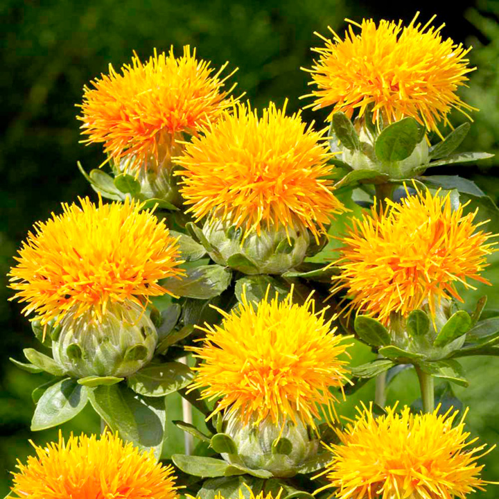 CARTHAMUS TINCTORIUS ARANCIO GR.10