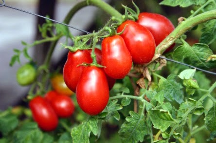 POMODORINI A GRAPPOLI CORBARINO 100 SEMI