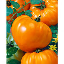 POMODORO OXHEART ARANCIONE NR.200 SEMI