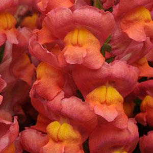 BOCCA DI LEONE / ANTIRRHINUM F1 MARYLAND ORANGE NR.1000 SEMI