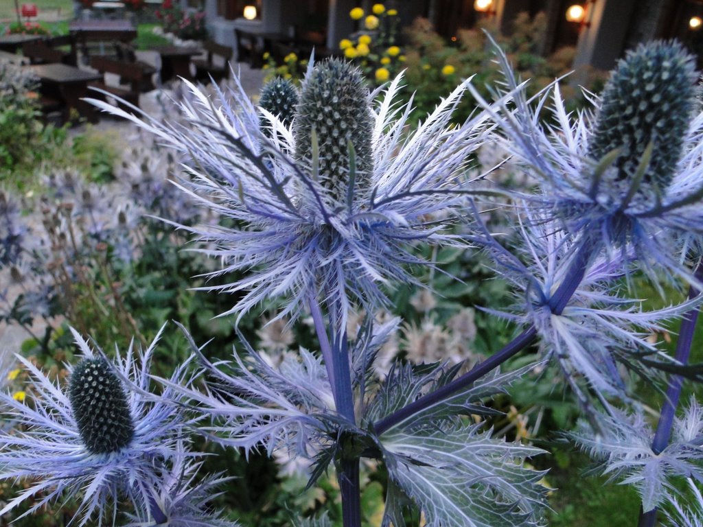 ERYNGIUM ALPINUM VIOLA NR.50 SEMI