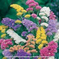 STATICE PACIFIC MISCUGLIO GR.10