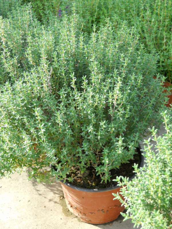 THYMO OFFICINALIS GR.10 TIMO