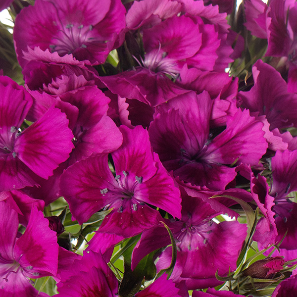 GAROFANO BARBIENNE VIOLETTO NR.1000 SEMI (DIANTHUS)