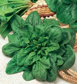 SPINACIO MATADOR GR.100