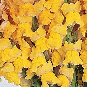 BOCCA DI LEONE / ANTIRRHINUM F1 MARYLAND GOLDEN BRONZE NR.1000 SEMI