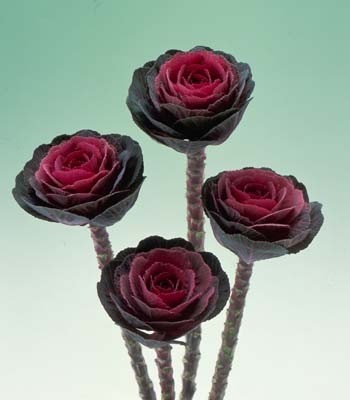 CAVOLO ORNAMENTALE F.1 RED CRANE NR.1000 SEMI