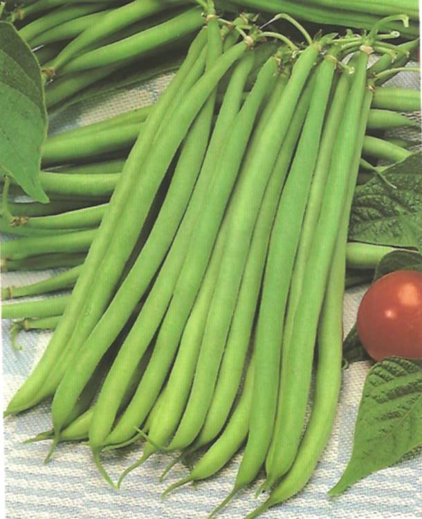 FAGIOLO NANO SUPERMETIS GR.100