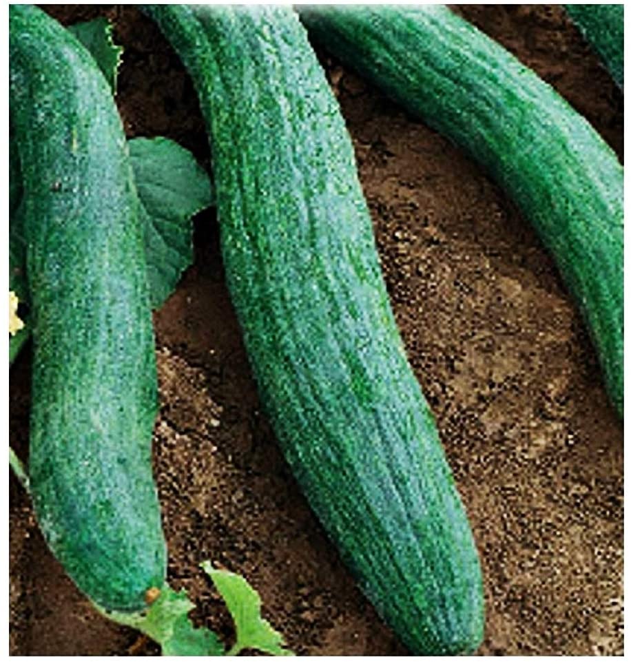 COCOMERO TORTARELLO ABRUZZESE SCURO NR.40 SEMI