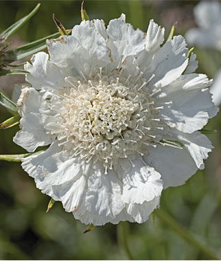 SCABIOSA CAUCASICA FAMA BIANCO NR.1000 SEMI
