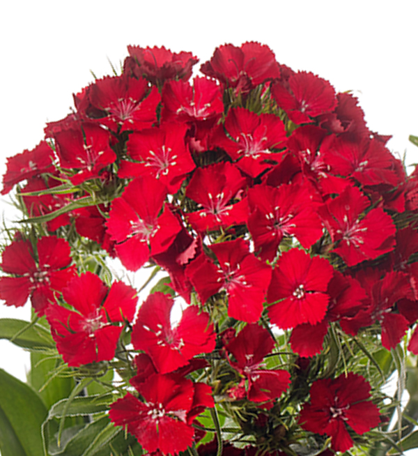 GAROFANO BARBIENNE ROSSO SCARLATTO NR.1000 SEMI (DIANTHUS)