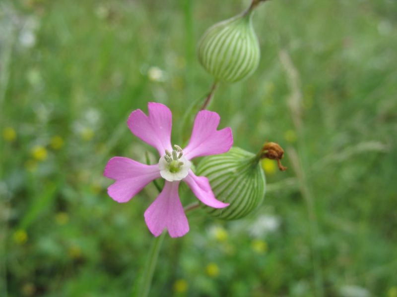 SILENE CONICA NR.100 SEMI