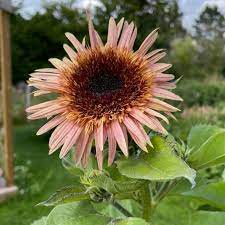 GIRASOLE ASTRA ROSA NR.30 SEMI