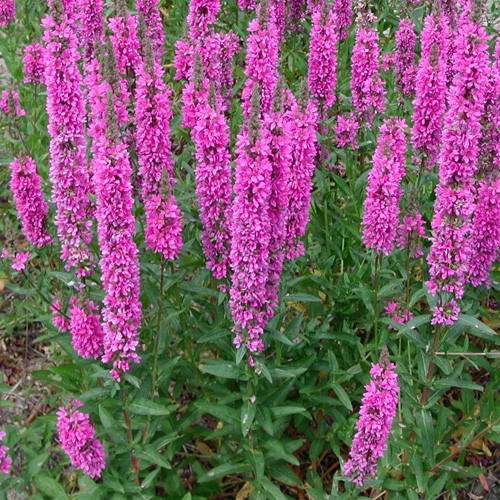 LYTRUM SALICARIA ROSY GEM GR.5