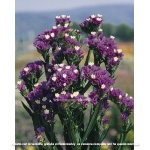 STATICE PACIFIC BLU SCURO GR.25