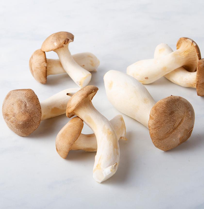 MICELIO PER FUNGHI CARDONCELLO GR.20