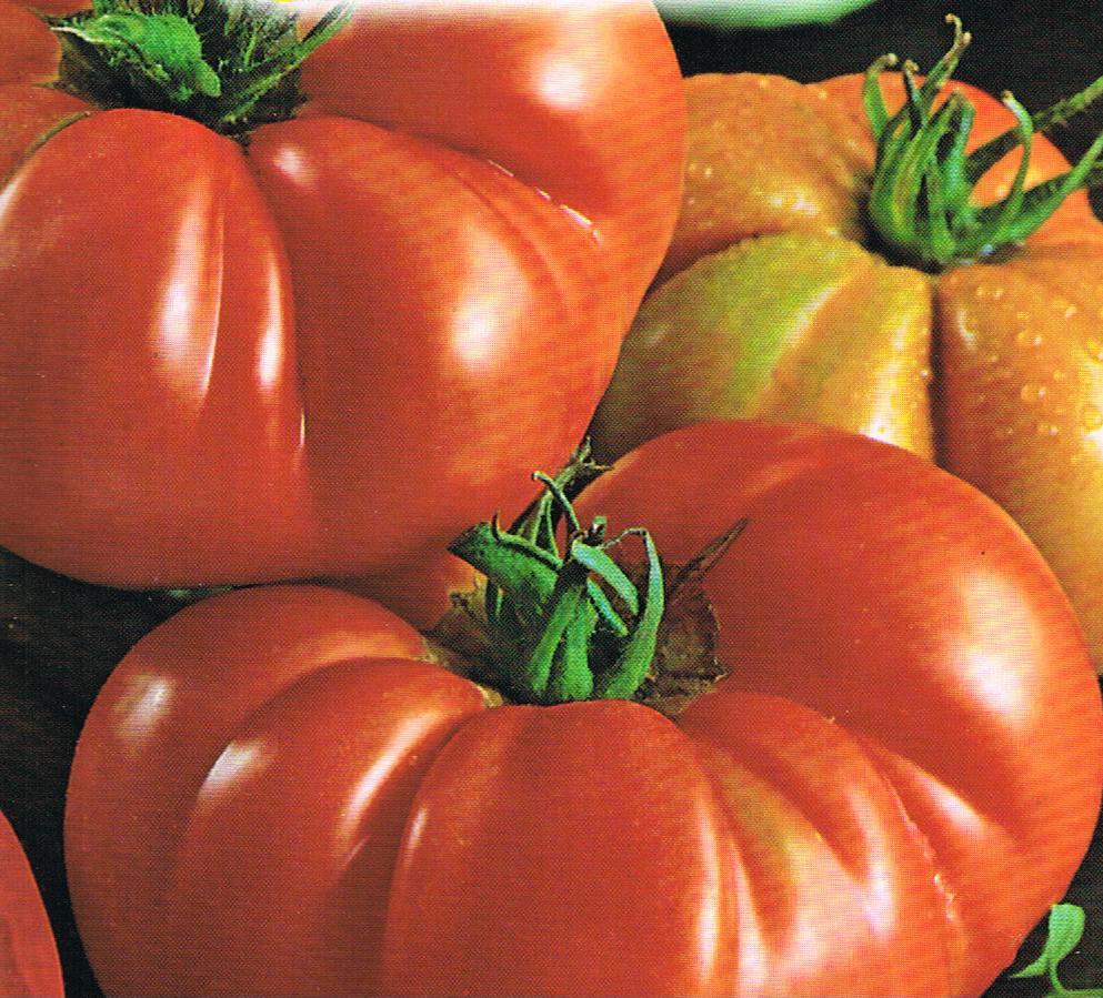 POMODORO COSTOLUTO FIORENTINO NR.100 SEMI