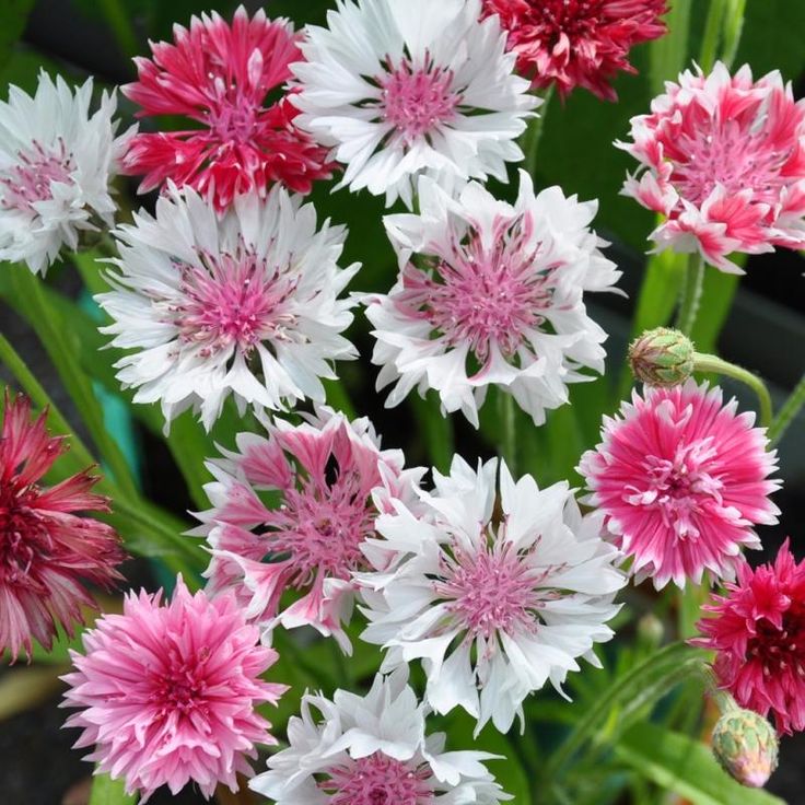 FIORDALISI - CENTAUREA CYANUS MISCUGLIO ROMANTICO GR.10