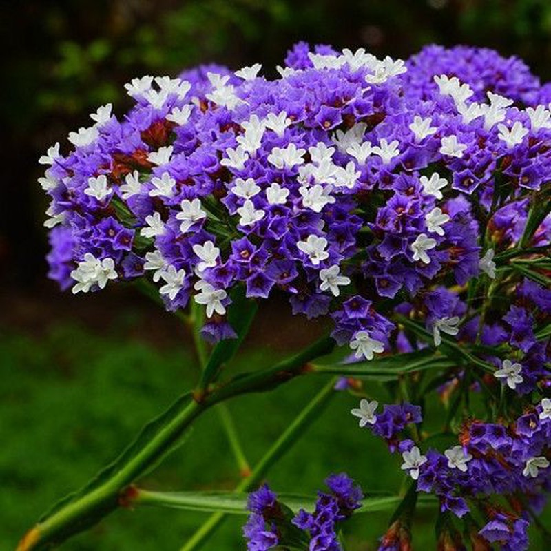 STATICE PEREZII BLU NR.100 SEMI