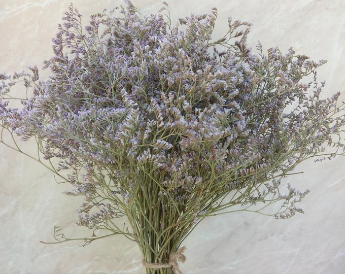 STATICE CASPIA NR.100 SEMI