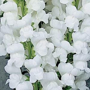 BOCCA DI LEONE / ANTIRRHINUM F1 MARYLAND WHITE NR.1000 SEMI