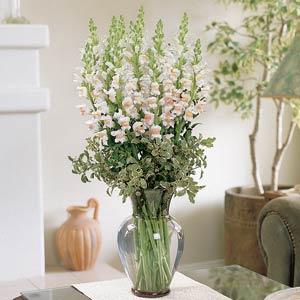 BOCCA DI LEONE / ANTIRRHINUM F1 MARYLAND APPLEBLOSSOM NR.1000 SEMI