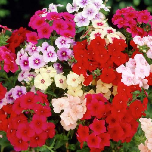 PHLOX DRUMMONDI NANO MISCUGLIO GR.50