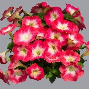 PETUNIA MAMBO RED MORN NR.1000 SEMI