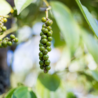 PEPE VERDE NR.50 SEMI