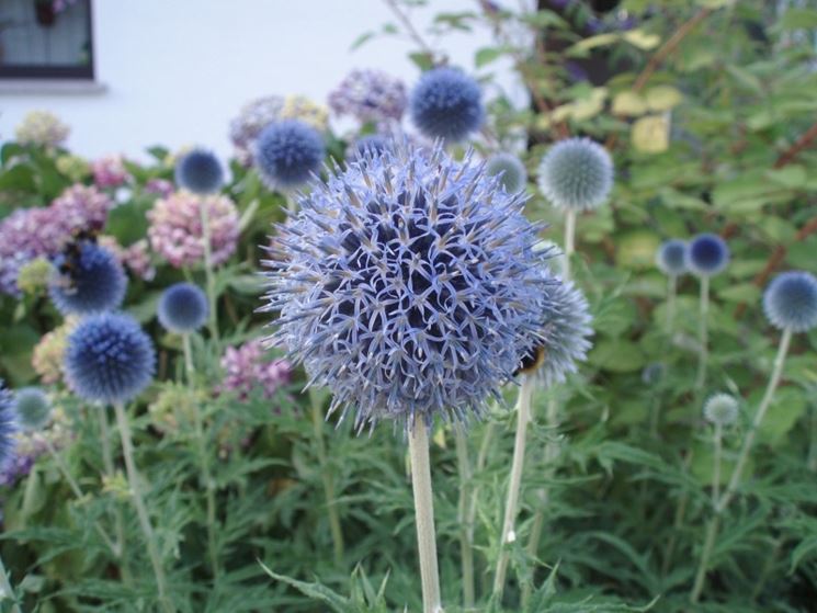 ECHINOPS VIOLETTO GR.5