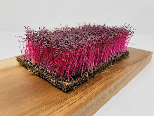 AMARANTO ROSSO GRANATO GR.50