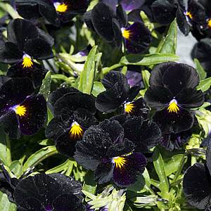 VIOLA CORNUTA BACK TO BLACK NR.50 SEMI