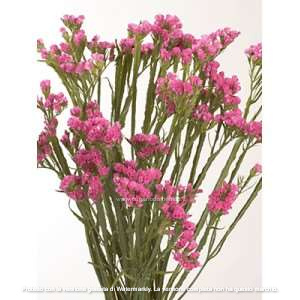 STATICE PACIFIC ROSA GR.25