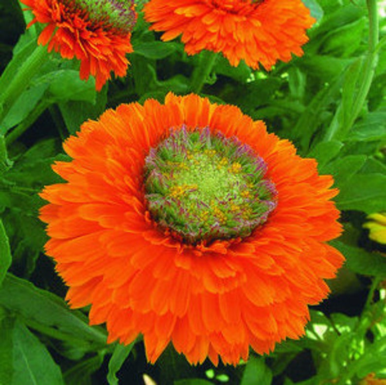 CALENDULA ARANCIO A CUORE VERDE GR.50