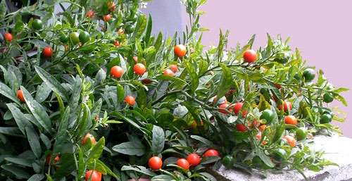 SOLANUM JUBILEE GR.5