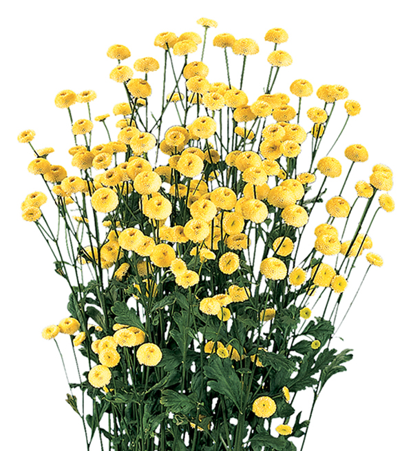 TANACETO VICTORY DOPPIO GIALLO NR.1000 SEMI