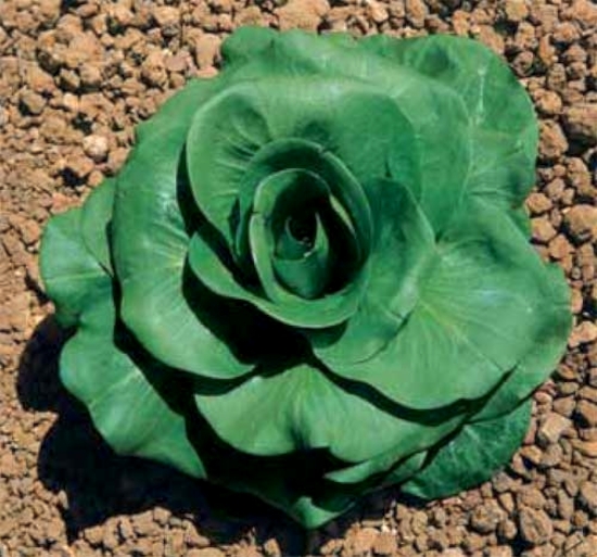 CICORIA GRUMOLO VERDE GR.100