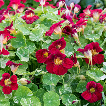 NASTURZIO NANO ROSSO NR.10 SEMI